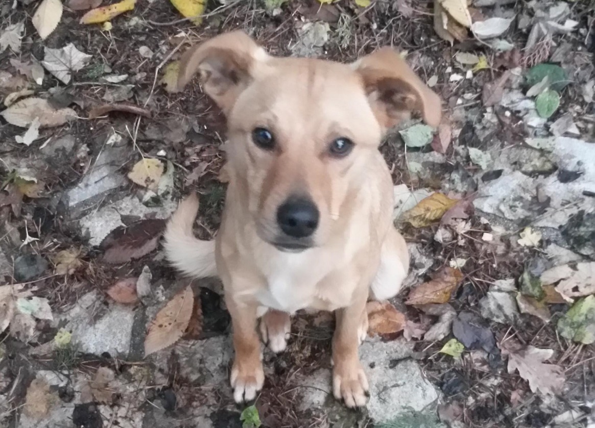 Cimiteri per cani e gatti all'interno del Lazio