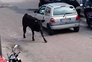 incidente tori