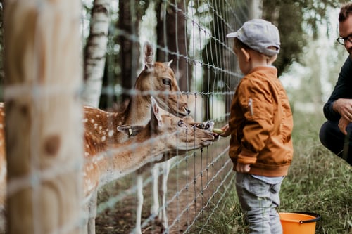 zoo roma