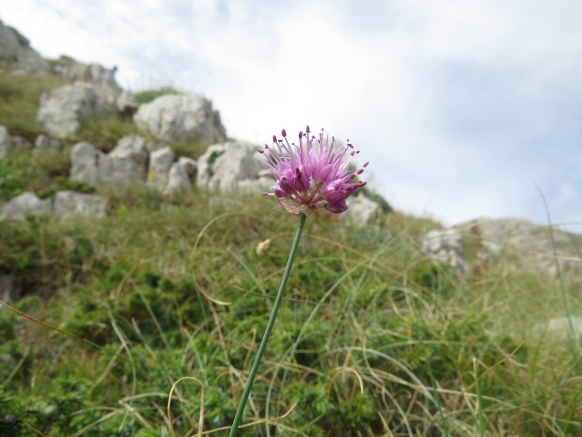 Duchessa