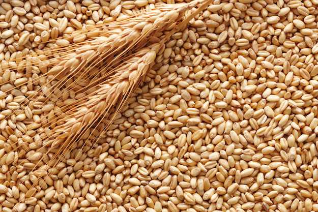 SOS invasione di grano dal Canada: insorge Coldiretti