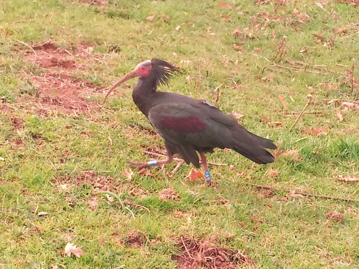 Ibis eremita ucciso