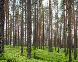 riforestazione Alberi