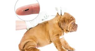 Microchip gratis per cani
