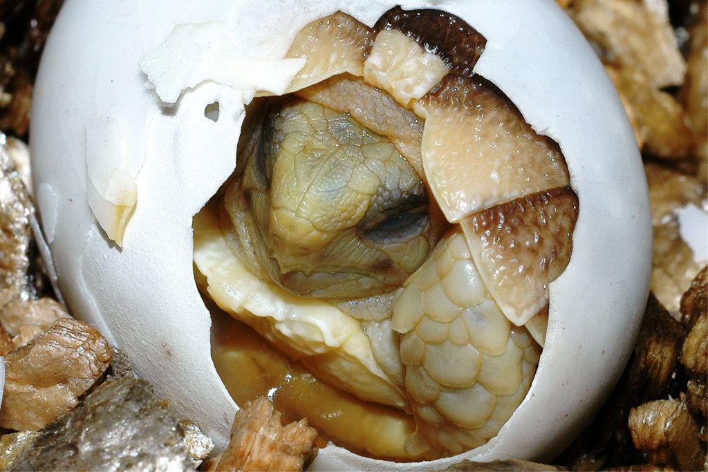 Il Bioparco per le famiglie a Pasqua