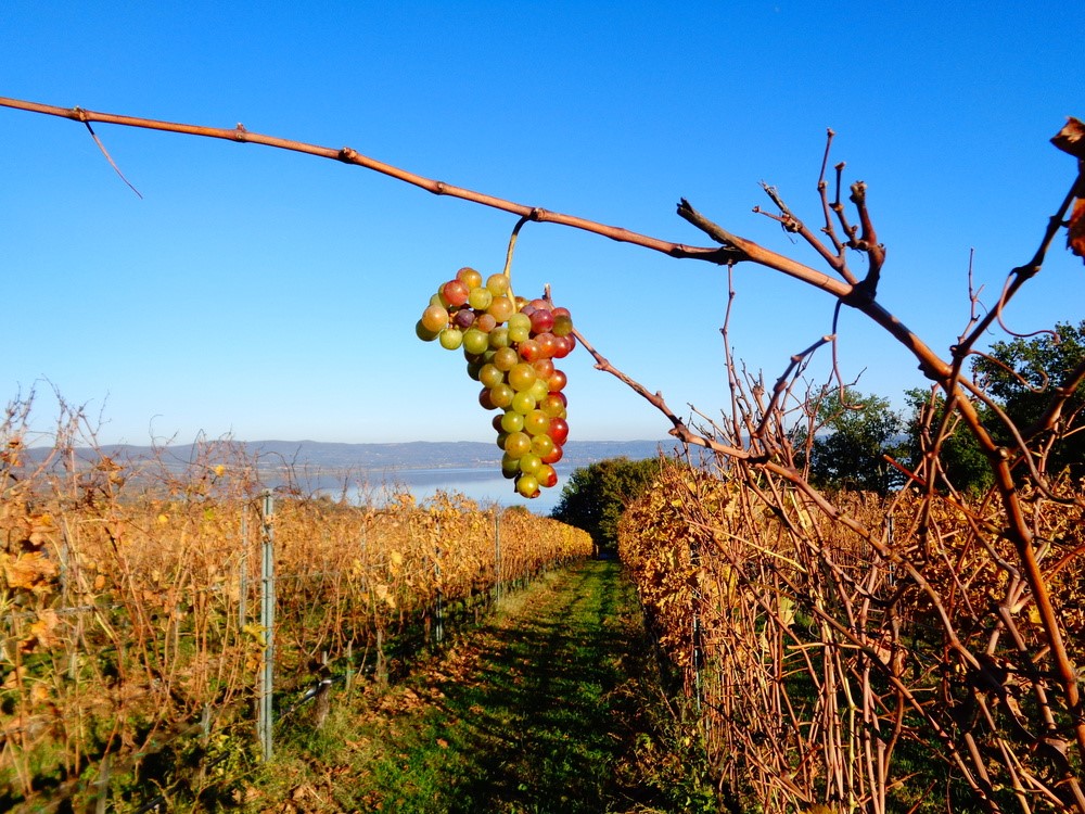 Valorizzare il rapporto tra turismo e agricoltura: la richiesta di Confeuro
