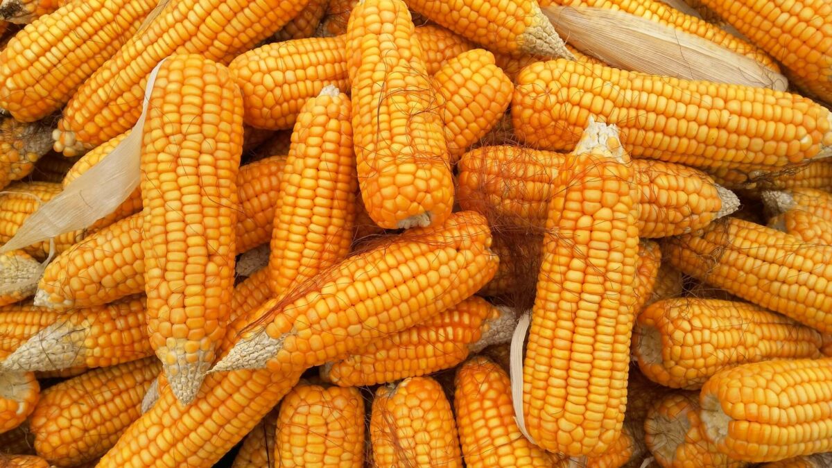 Record per il prezzo del mais