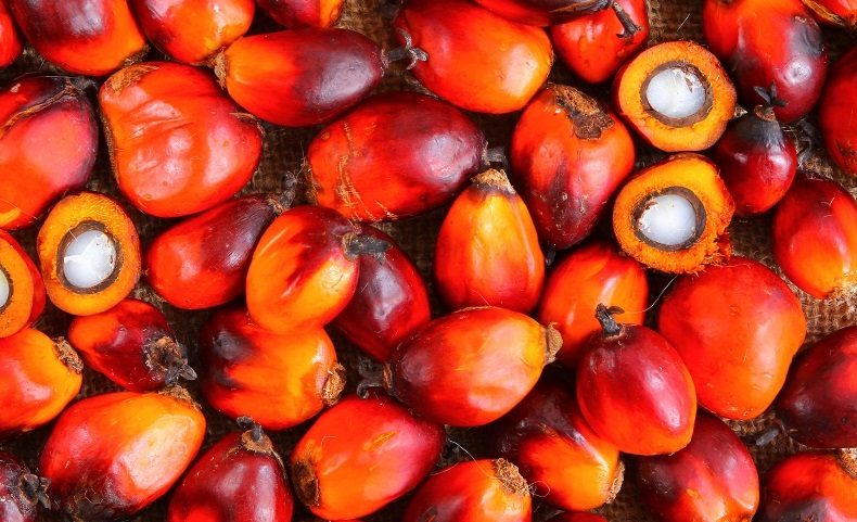 Stop all'importazione dell'olio di palma