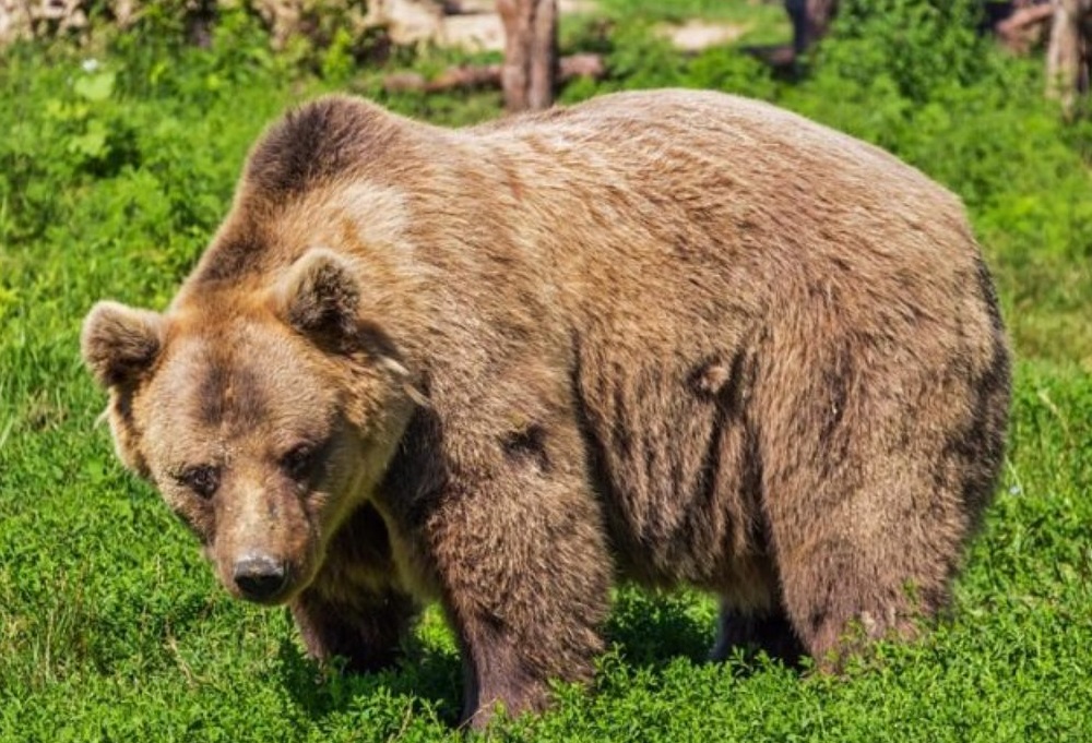 L'Orso torna a farsi vedere nel Lazio