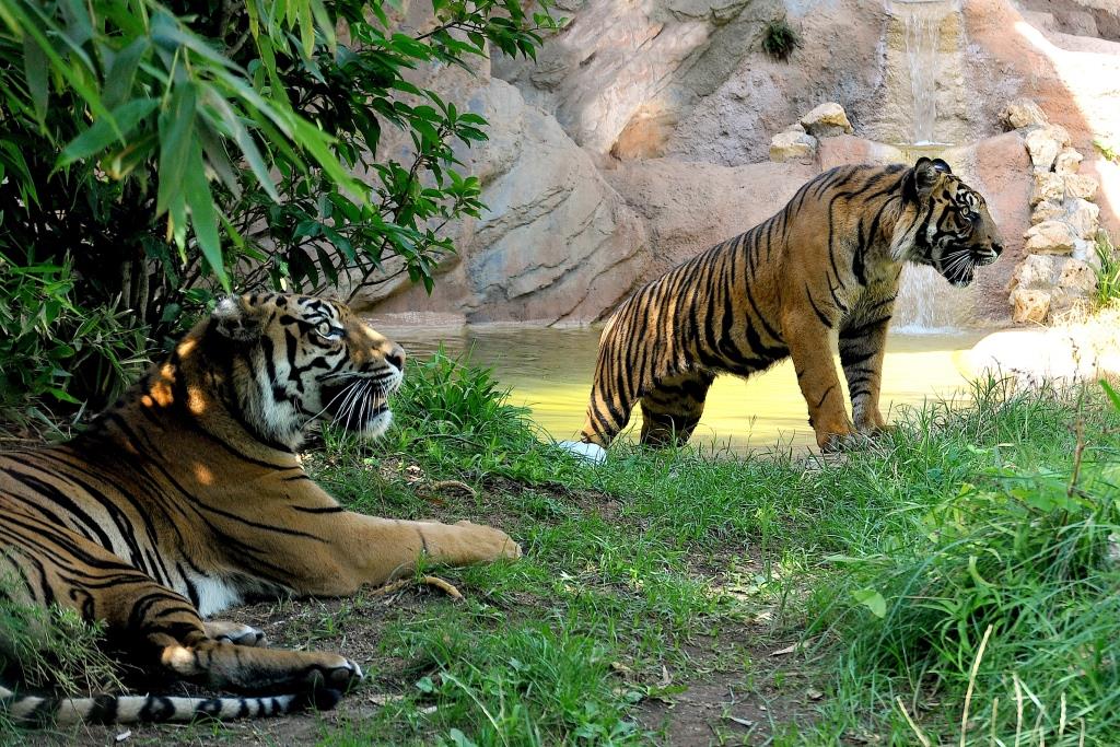 Il Bioparco aderisce a ‘City Nature Challenge 2023’