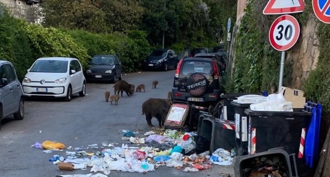 Finalmente un provvedimento contro la moltiplicazione dei cinghiali