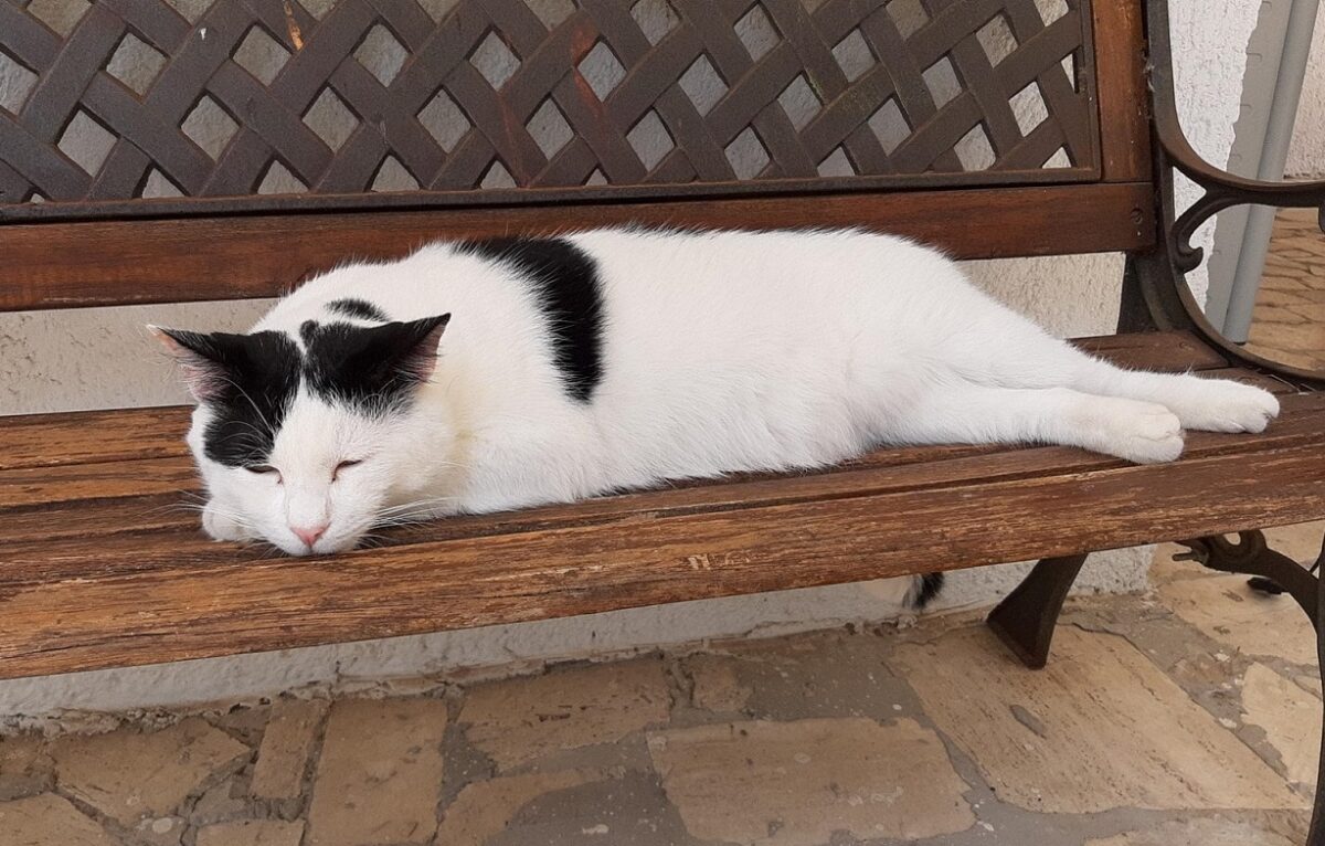 “Mi fa un Baffo il Gatto Nero” torna con la quinta edizione