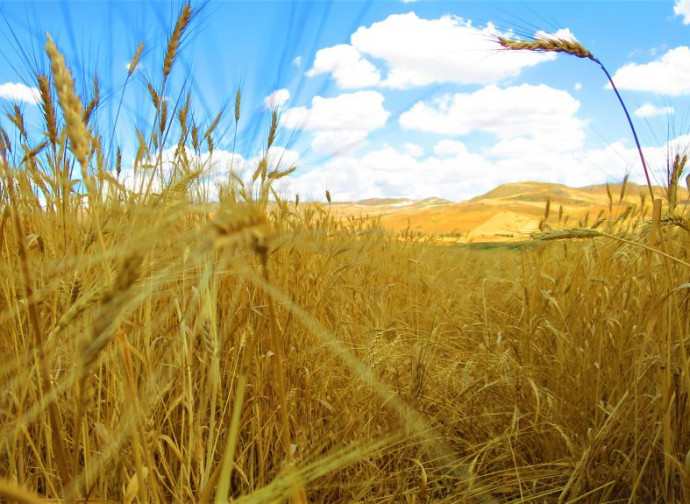 La siccità ha bruciato in Italia un campo di grano su cinque