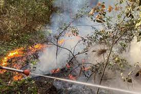 Incendio pineta di Ostia