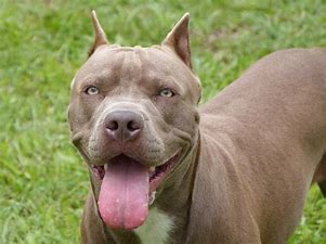 Aizza il pitbull per rapinare