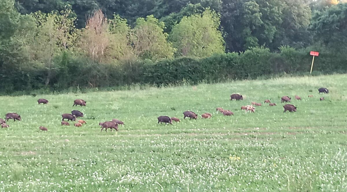 Crescono i danni nel Lazio provocati dai cinghiali