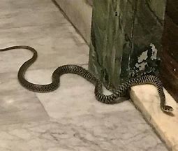Trovato serpente al Liceo