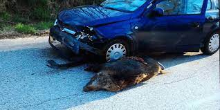 Scontro tra auto e cinghiale