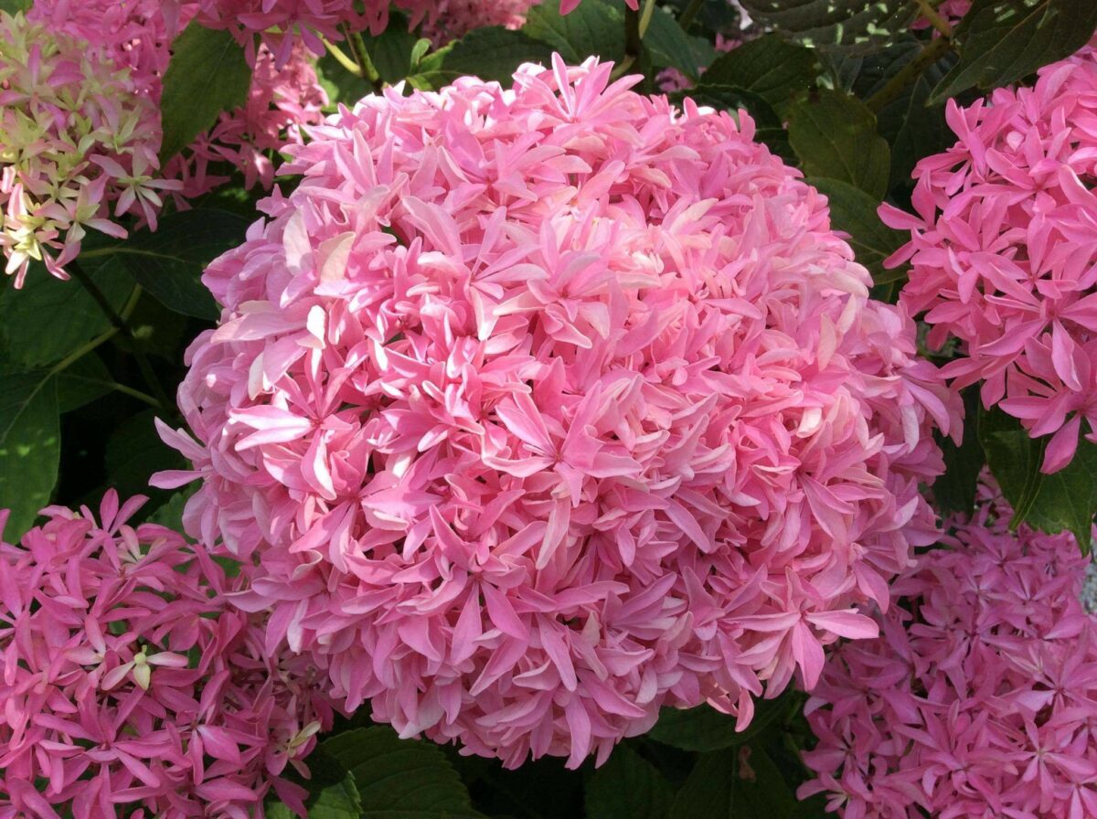 Piante e fiori da regalare per San Valentino