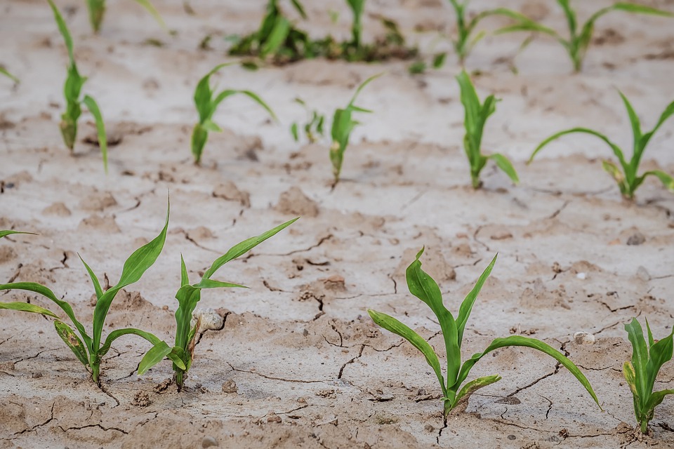 L’aprile più caldo di sempre in 1/5 d'Europa lancia l'allarme siccità
