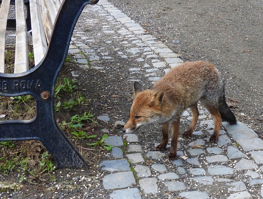 La mostra Biodiversità a Roma alla Casina delle Civette