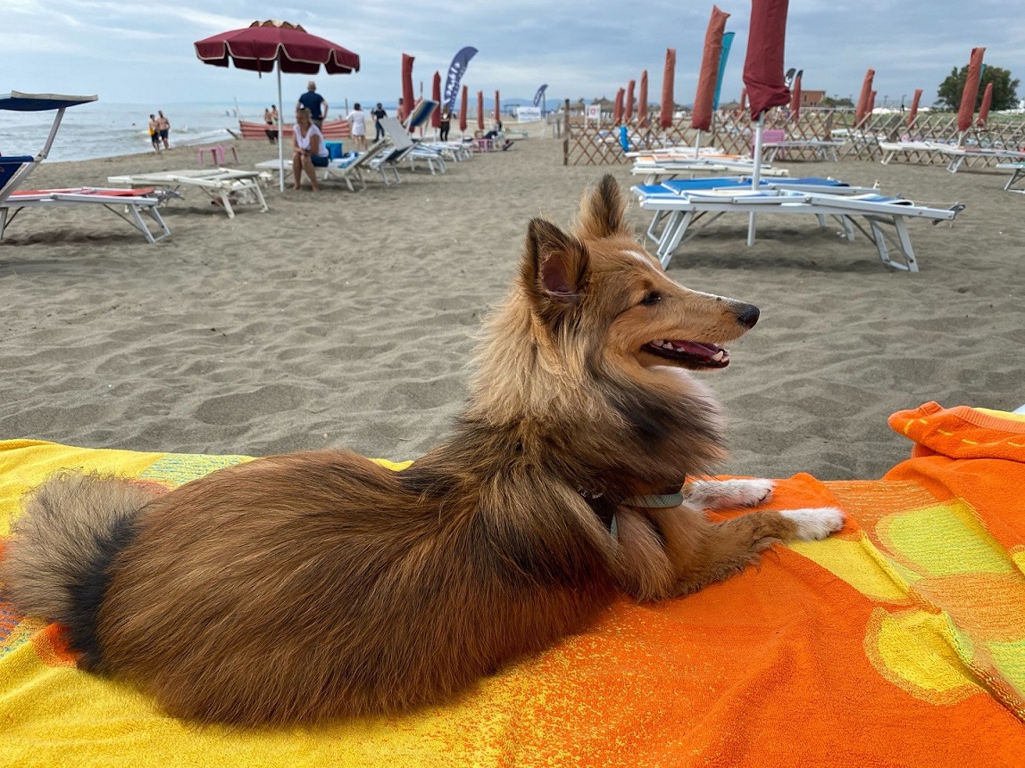 Percorso di formazione fuori dall’ordinario: il Dog Management Ihod®