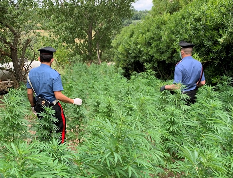 Canapa indiana fai da te in giardino, giovane in manette ad Anguillara Sabazia