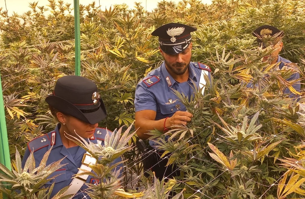 Piantagioni di cannabis scovate a Pomezia dai Carabinieri