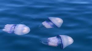 Allarme meduse a Fregene