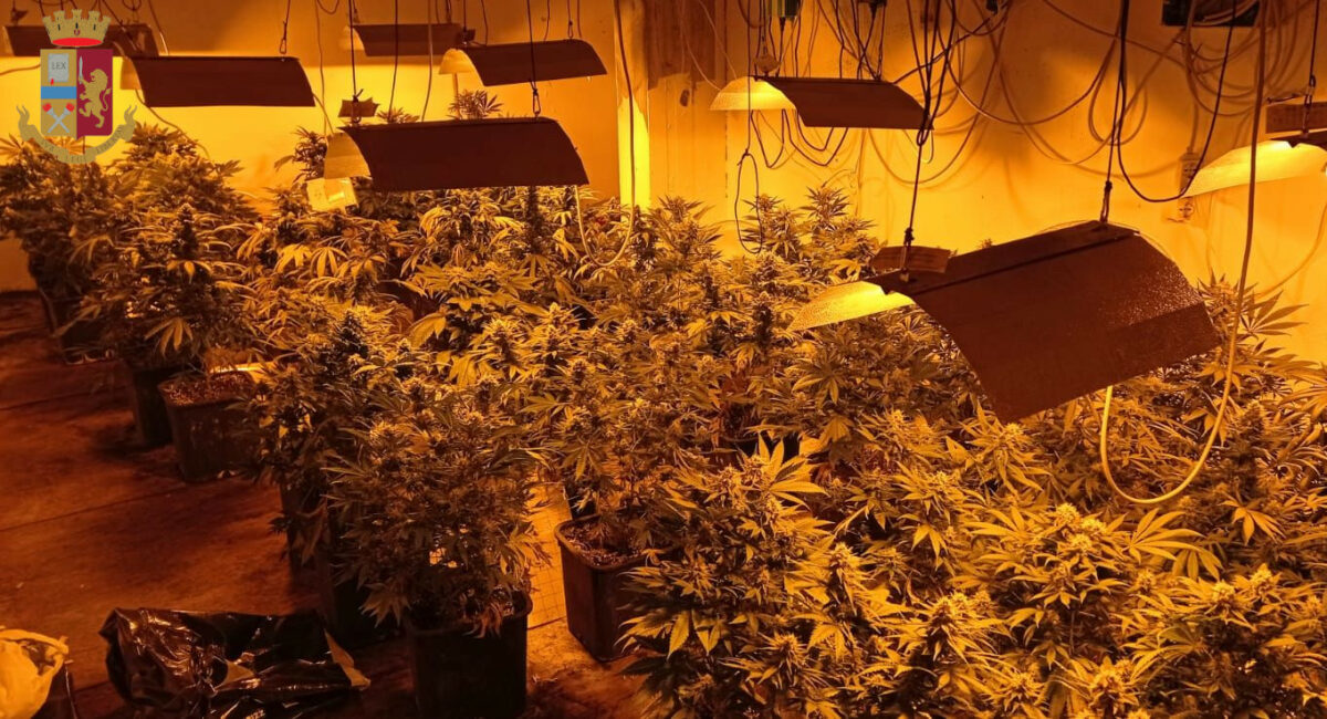 Serra di marijuana in casa: 61enne in manette ad Anzio