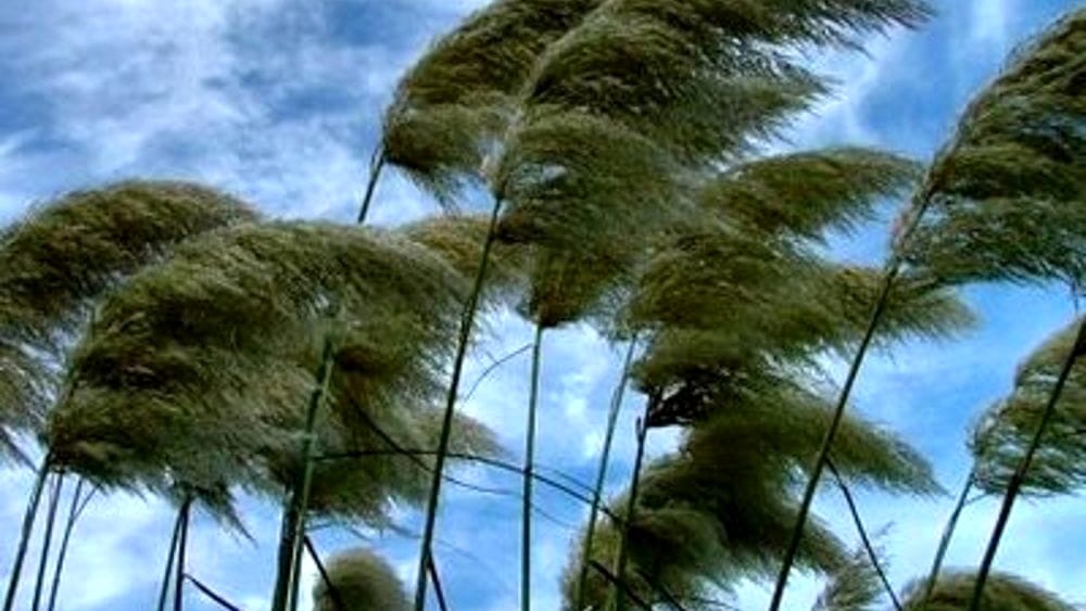 Allerta meteo per vento