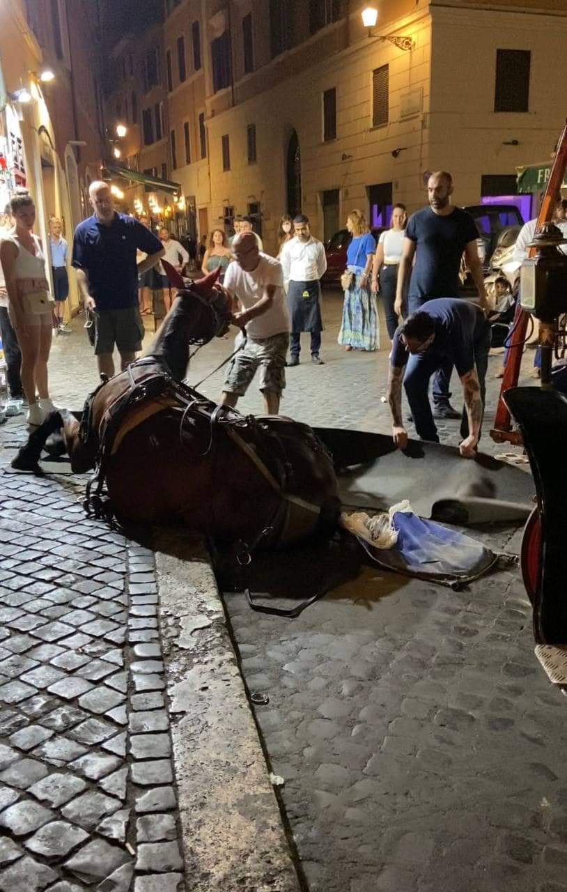 Cavallo di una botticella crolla a Fontana di Trevi