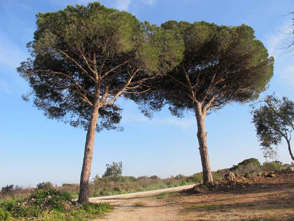 Salvare i pini della Capitale