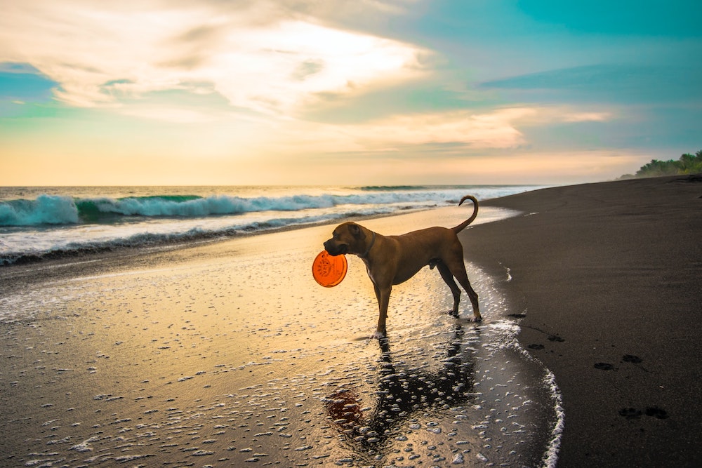 Lazio al secondo posto per le Regioni con vacanze Pet Friendly