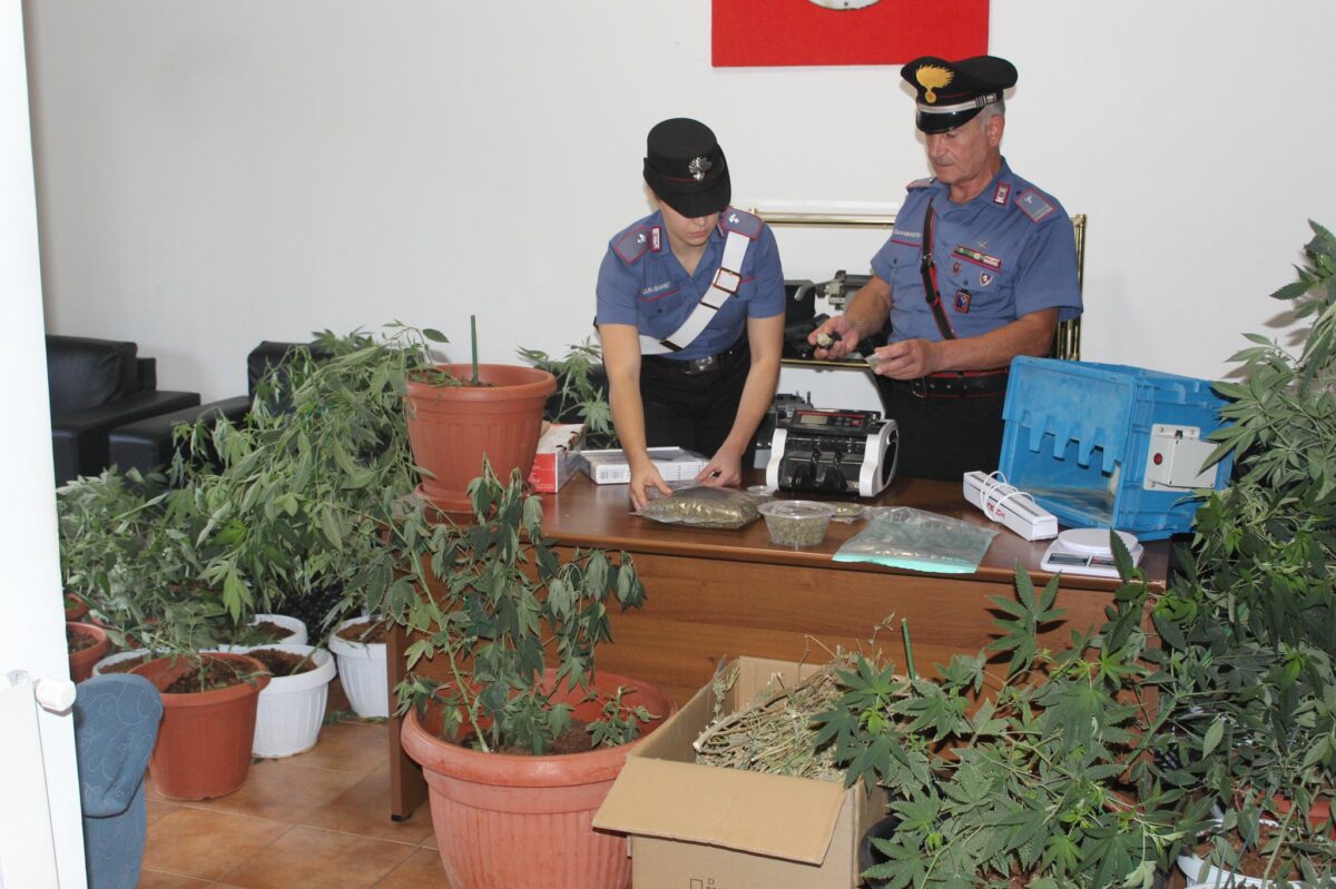 Piantagione di marijuana scovata a Prima Porta