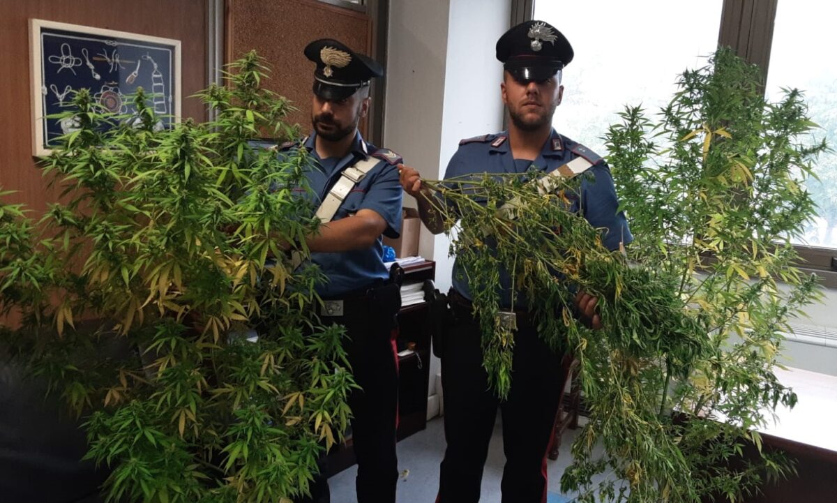Trovata marijuana dai carabinieri