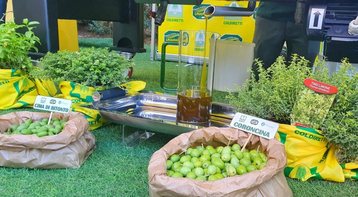 Prezzi dell'olio d'oliva sospetti: l'intervento di Coldiretti