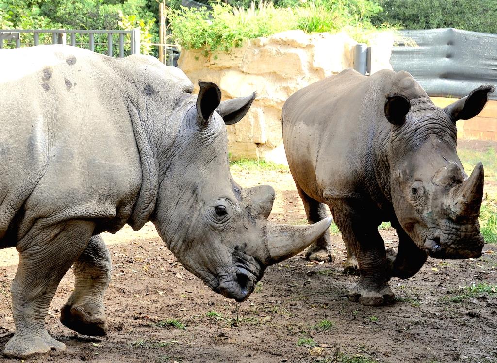 Giornata Internazionale del Rinoceronte al Bioparco