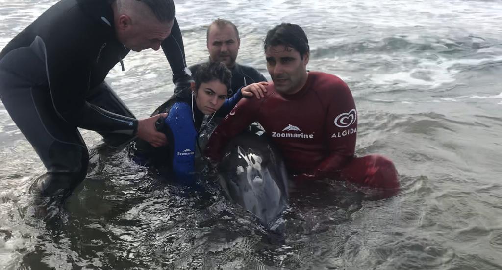"Corso di primo soccorso per delfini spiaggiati o a rischio spiaggiamento" a Zoomarine