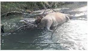 Trovata mucca nel Tevere