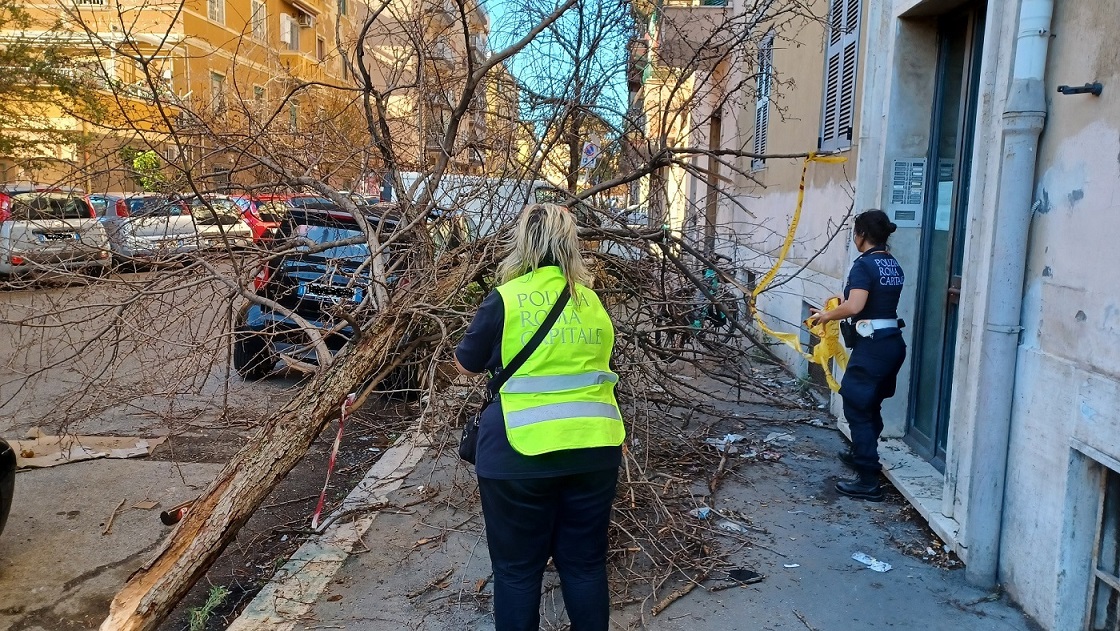 Crolla albero al Ministero