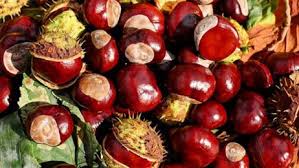 Giornate castagne Canepina