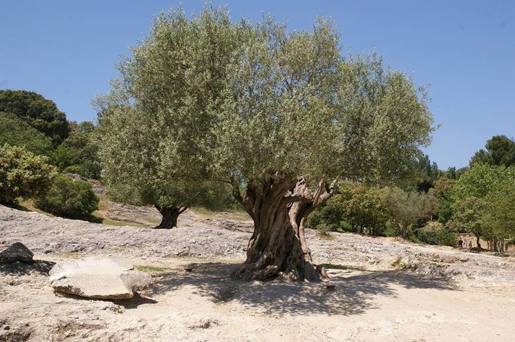 Regione Lazio: deroga al divieto di bruciare in loco le potature degli ulivi