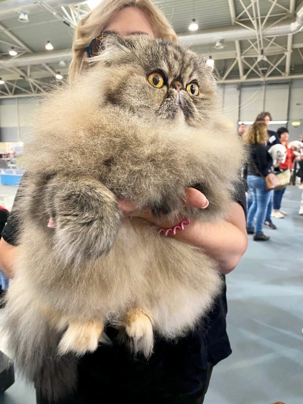 La Campionessa del Mondo Bette Davis al SuperCat Show