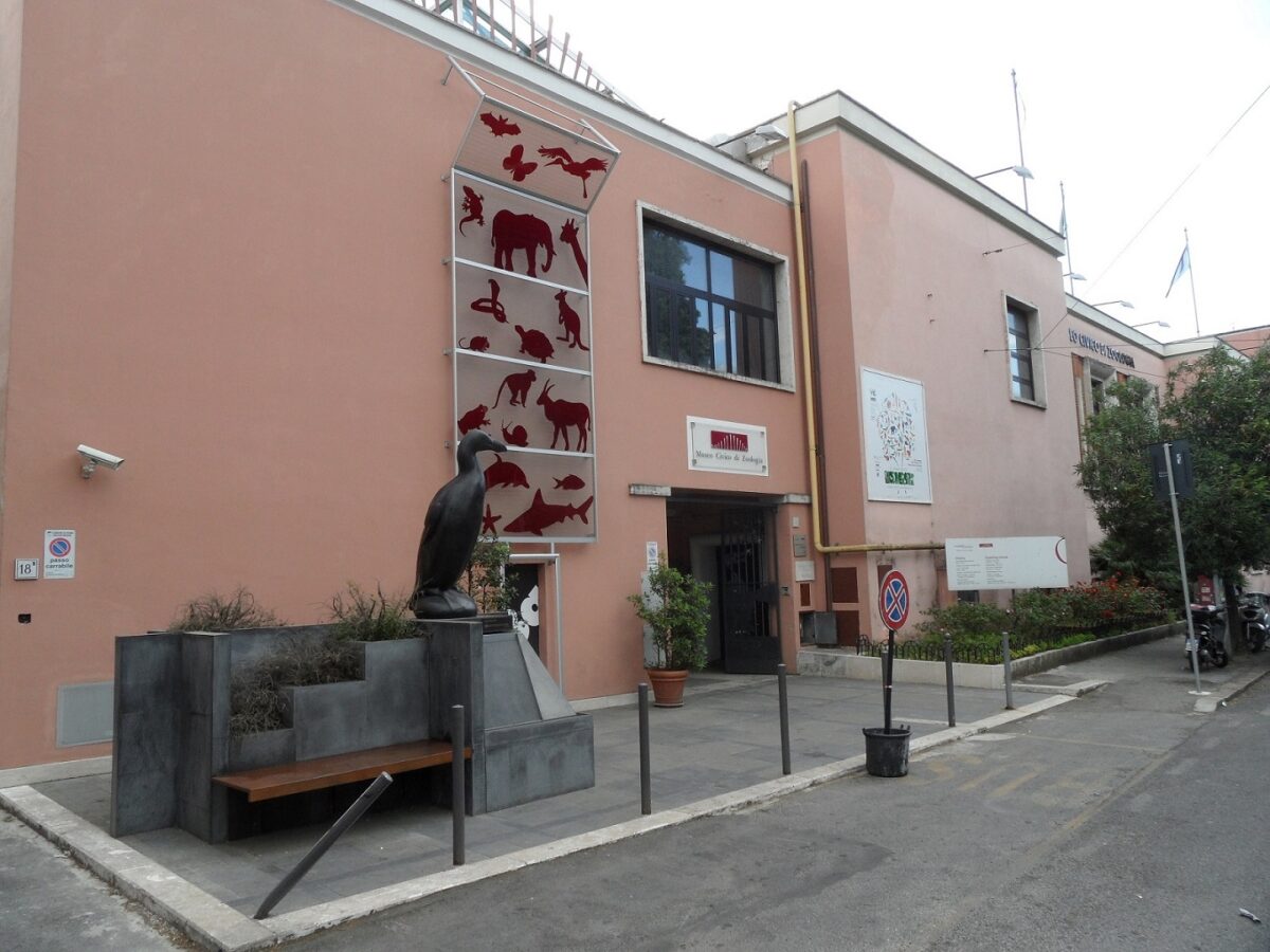 Il Museo Civico di Zoologia festeggia 90 candeline
