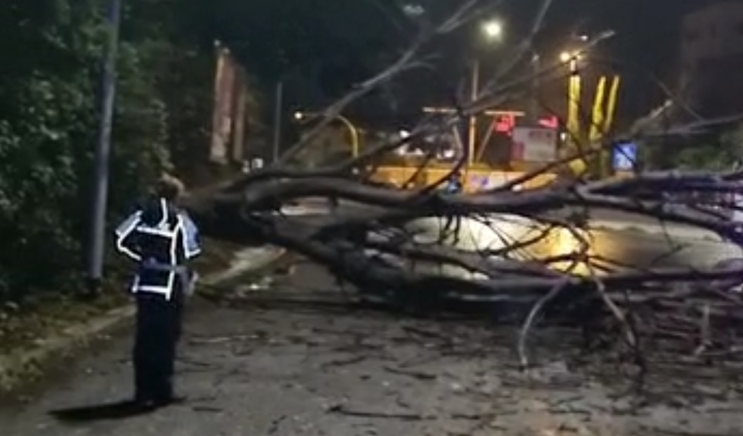 Tragedia sfiorata per un albero caduto sull'Aurelia