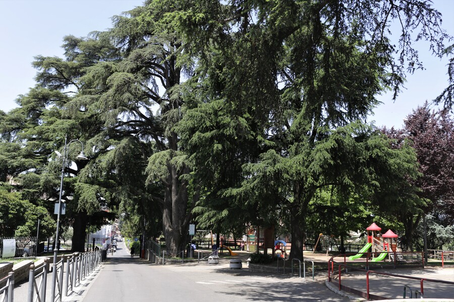 Cedro del Libano protagonista a San Cesareo