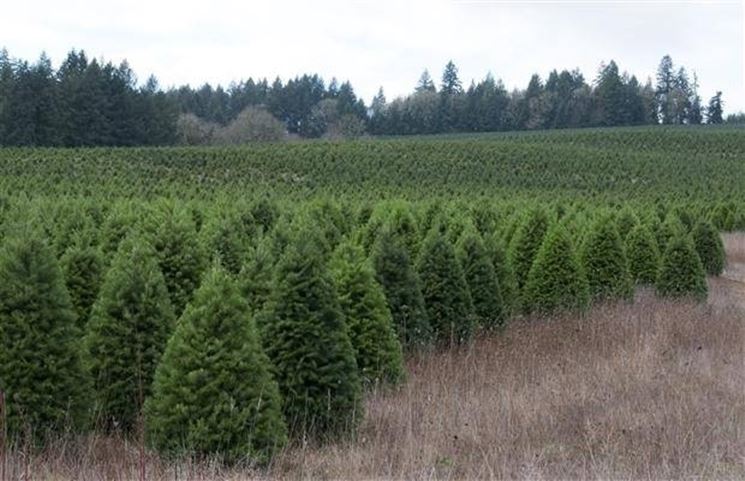 Vademecum per l'albero di Natale