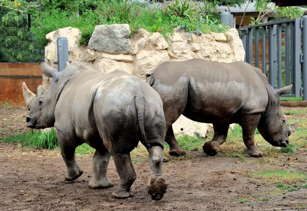 26 dicembre caccia al Bioparco