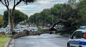 Crolla un pino sulla Colombo